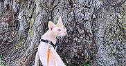 Werewolfjack. joined the competition — help win amazing prizes! adventure, animal, cat, closeup, curious, daylight, exploring, feline, grass, greenery, hairless_cat, leash, nature, outdoor, pet, small_animal, texture, tree_bark, walking, wildlife