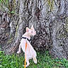 adventure, animal, cat, closeup, curious, daylight, exploring, feline, grass, greenery, hairless_cat, leash, nature, outdoor, pet, small_animal, texture, tree_bark, walking, wildlife