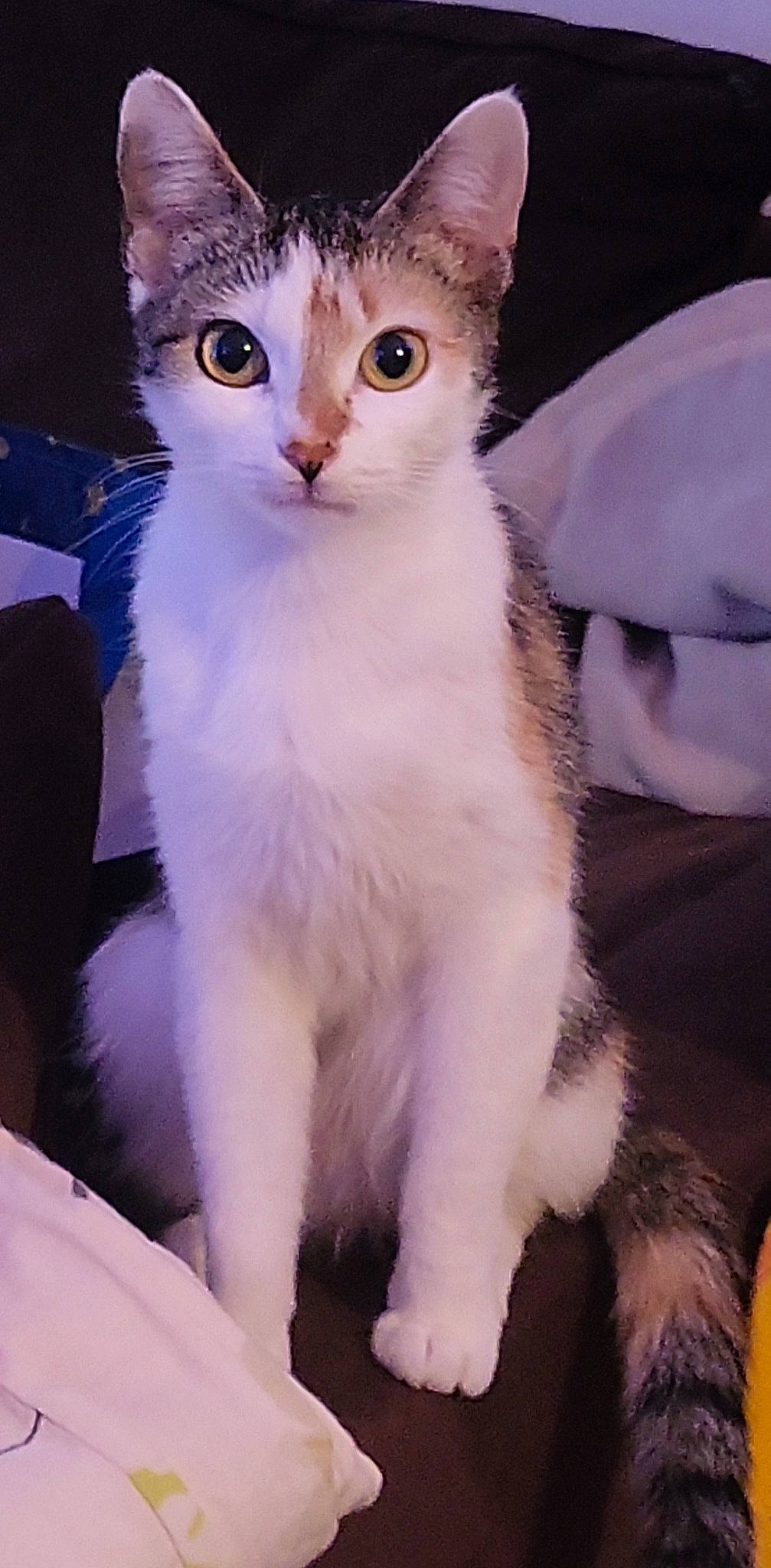 Youka a rejoint le concours — aidez-le/la à gagner de superbes lots ! carnivore, cat, claw, collar, domestic_short_haired_cat, fawn, felidae, fur, paw, pet_supply, small_to_medium_sized_cats, snout, tail, terrestrial_animal, whiskers, window