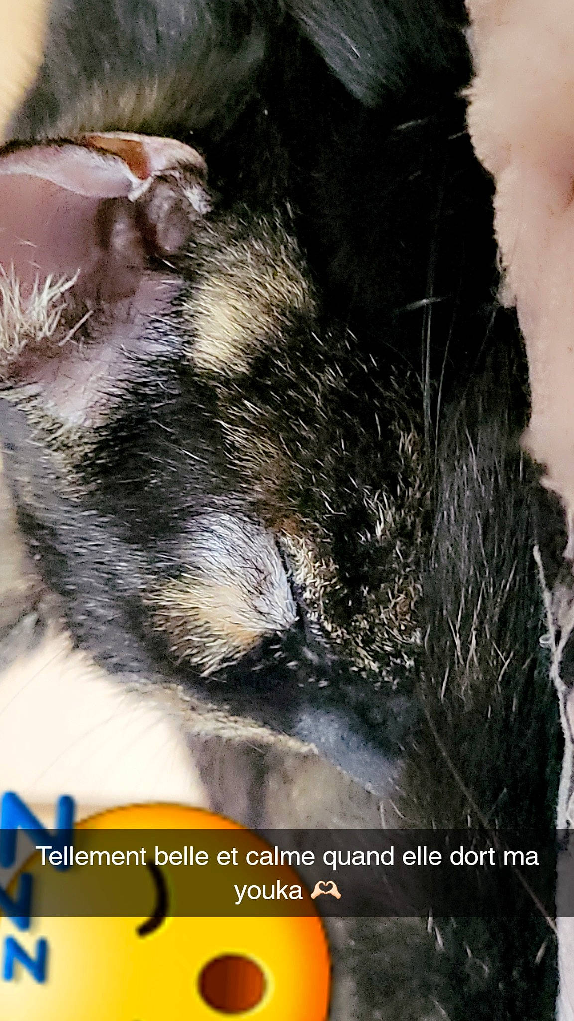 Yumi a rejoint le concours — aidez-le/la à gagner de superbes lots ! advertising, canidae, carnivore, claw, companion_dog, dog, dog_breed, felidae, font, fur, grass, nap, paw, photo_caption, photography, plant, small_to_medium_sized_cats, sporting_group, tail, whiskers