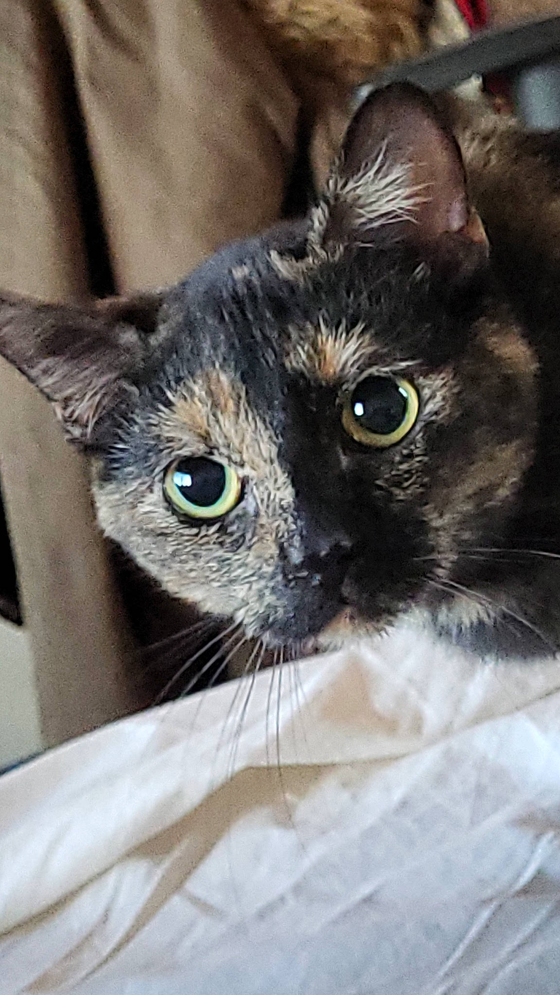 Yumi a rejoint le concours — aidez-le/la à gagner de superbes lots ! black_cat, carnivore, cat, claw, comfort, domestic_short_haired_cat, ear, felidae, fur, paw, small_to_medium_sized_cats, snout, terrestrial_animal, thai, whiskers, window