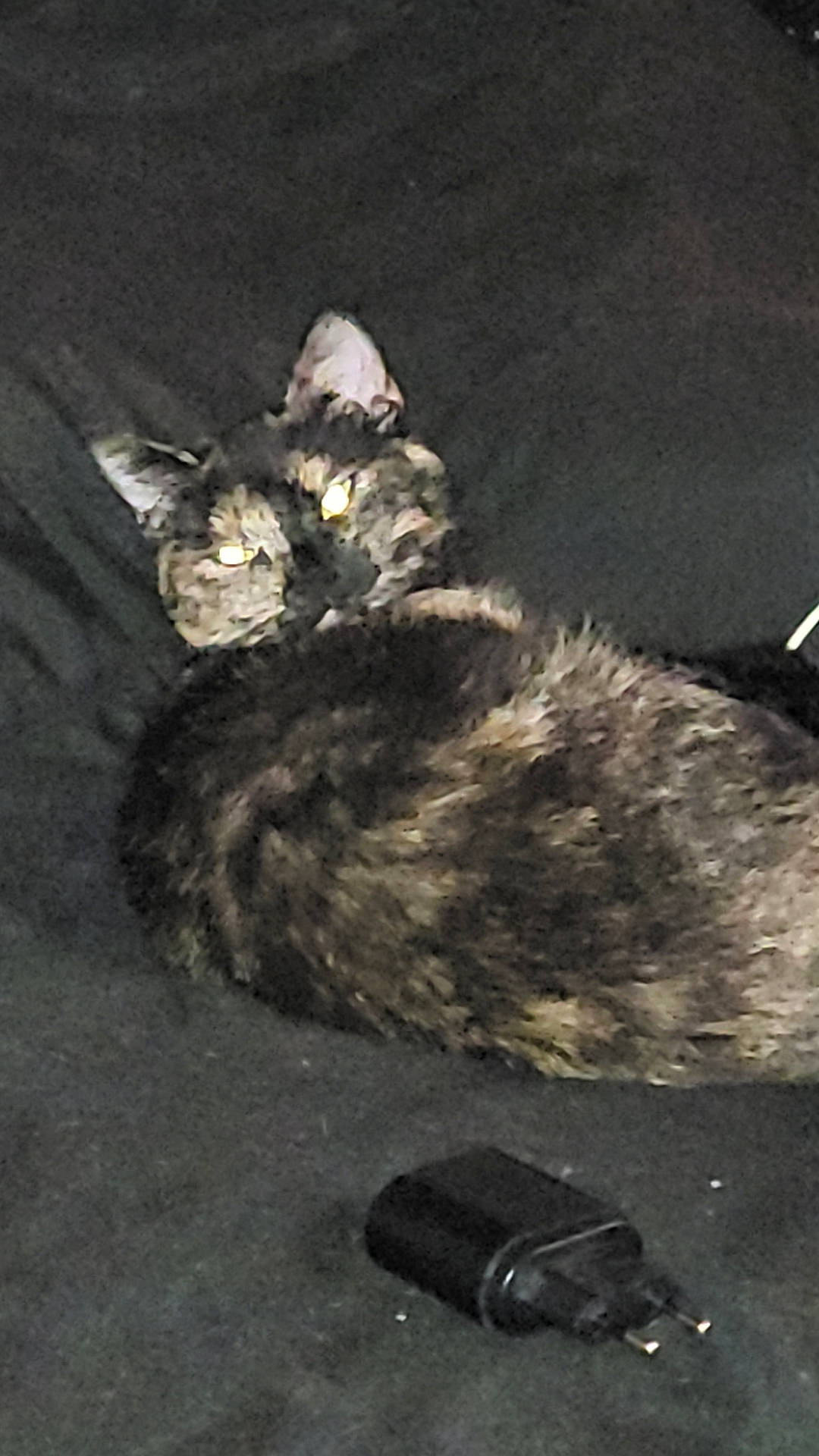 Yumi a rejoint le concours — aidez-le/la à gagner de superbes lots ! art, asphalt, canidae, carnivore, cat, claw, darkness, domestic_short_haired_cat, felidae, fur, paw, road_surface, shadow, sitting, small_to_medium_sized_cats, tail, whiskers, wood