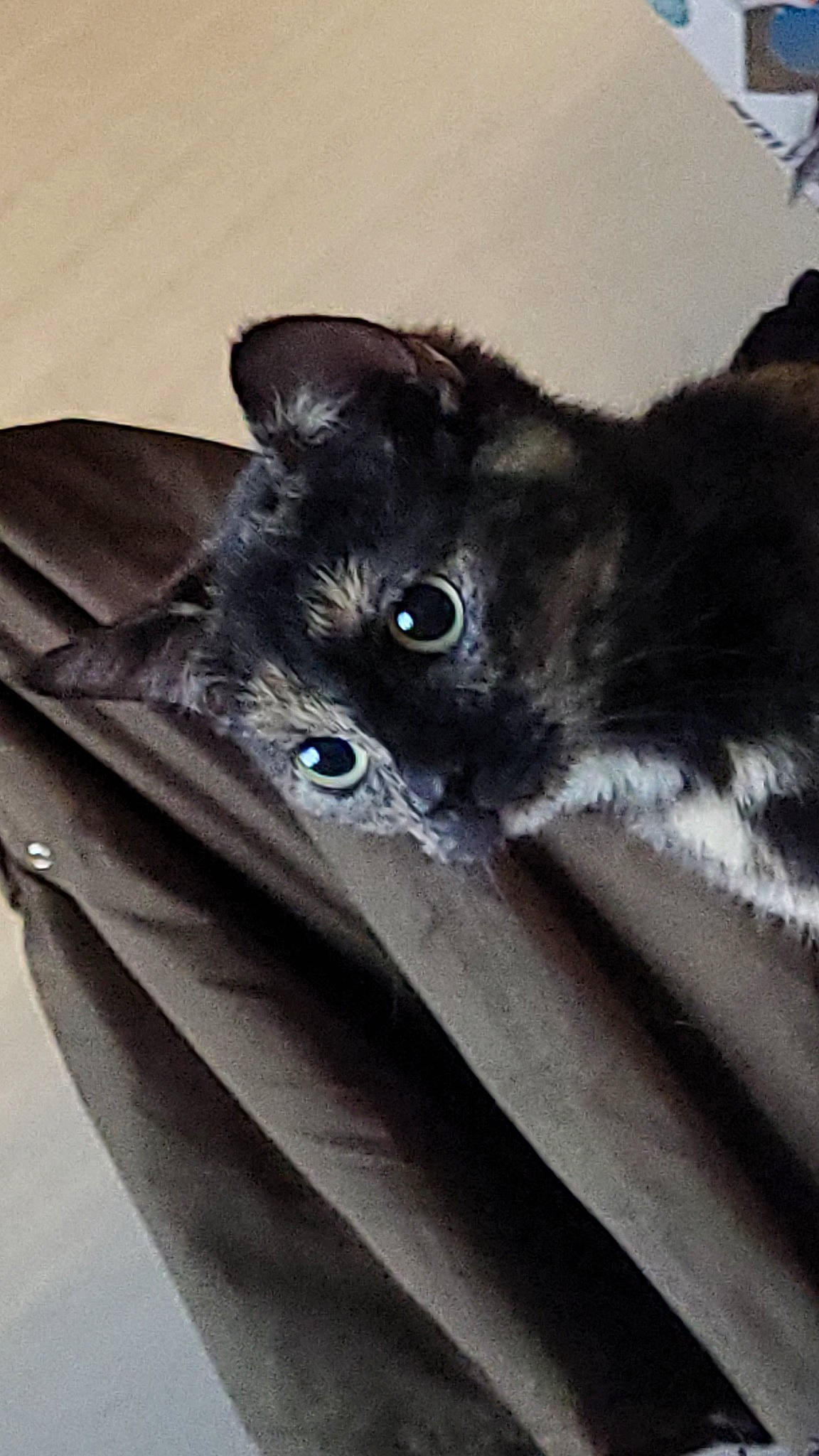 Yumi participe au concours pour gagner de l'argent avec cette photo : bag, black_cat, box, canidae, carnivore, cat, claw, comfort, dog_breed, domestic_short_haired_cat, felidae, fur, grey, paw, sleeve, small_to_medium_sized_cats, snout, tail, whiskers, working_animal