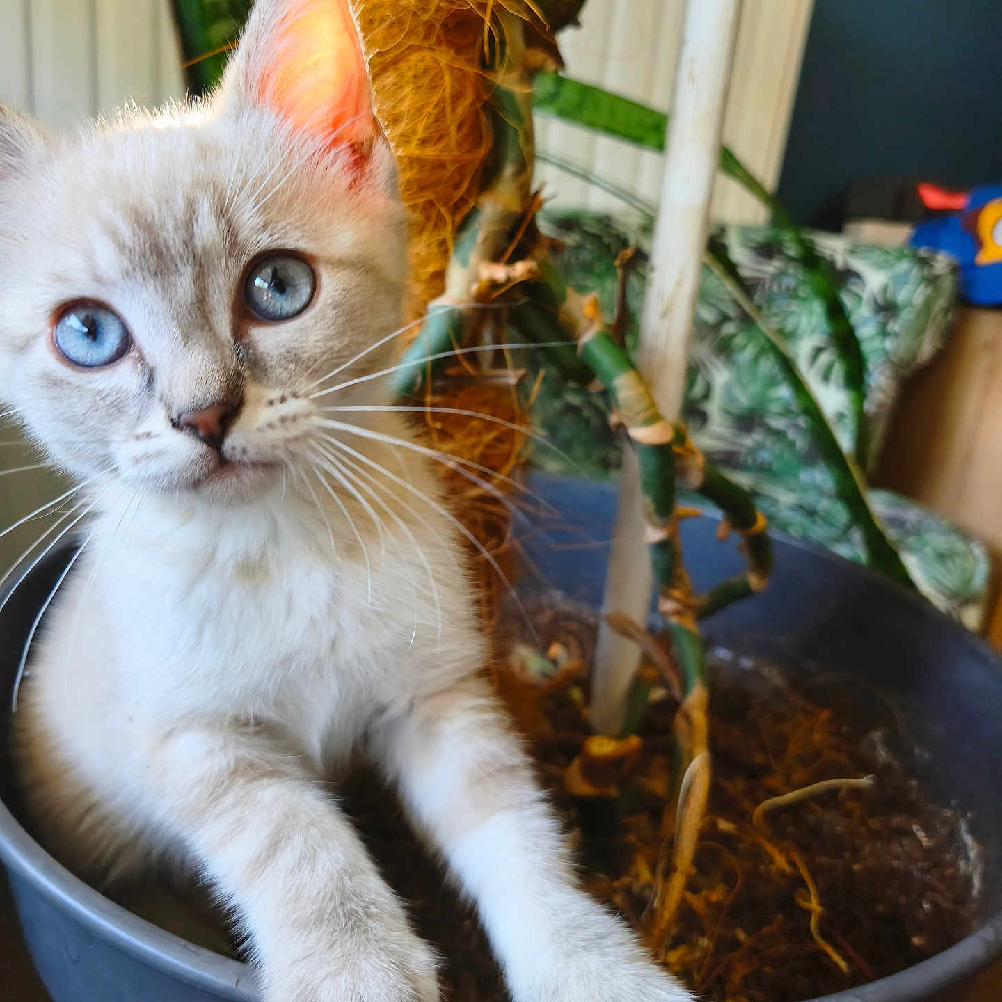 Disney a rejoint le concours — aidez-le/la à gagner de superbes lots ! kitten, cat, blue_eyes, plant_pot, indoor, houseplant, curious, feline, pet, fur, whiskers, paws, close_up, domestic_animal, young_cat, interior, cushion, greenery, home, cozy
