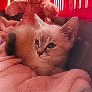 Disney participe au concours pour gagner de l'argent avec cette photo : kitten, cat, pink_blanket, teddy_bear, soft_toy, pet_carrier, cozy, indoor, cute, fur, animal, resting, young_cat, fluffy, close_up, pet, domestic_animal, comfort, relaxation, portrait