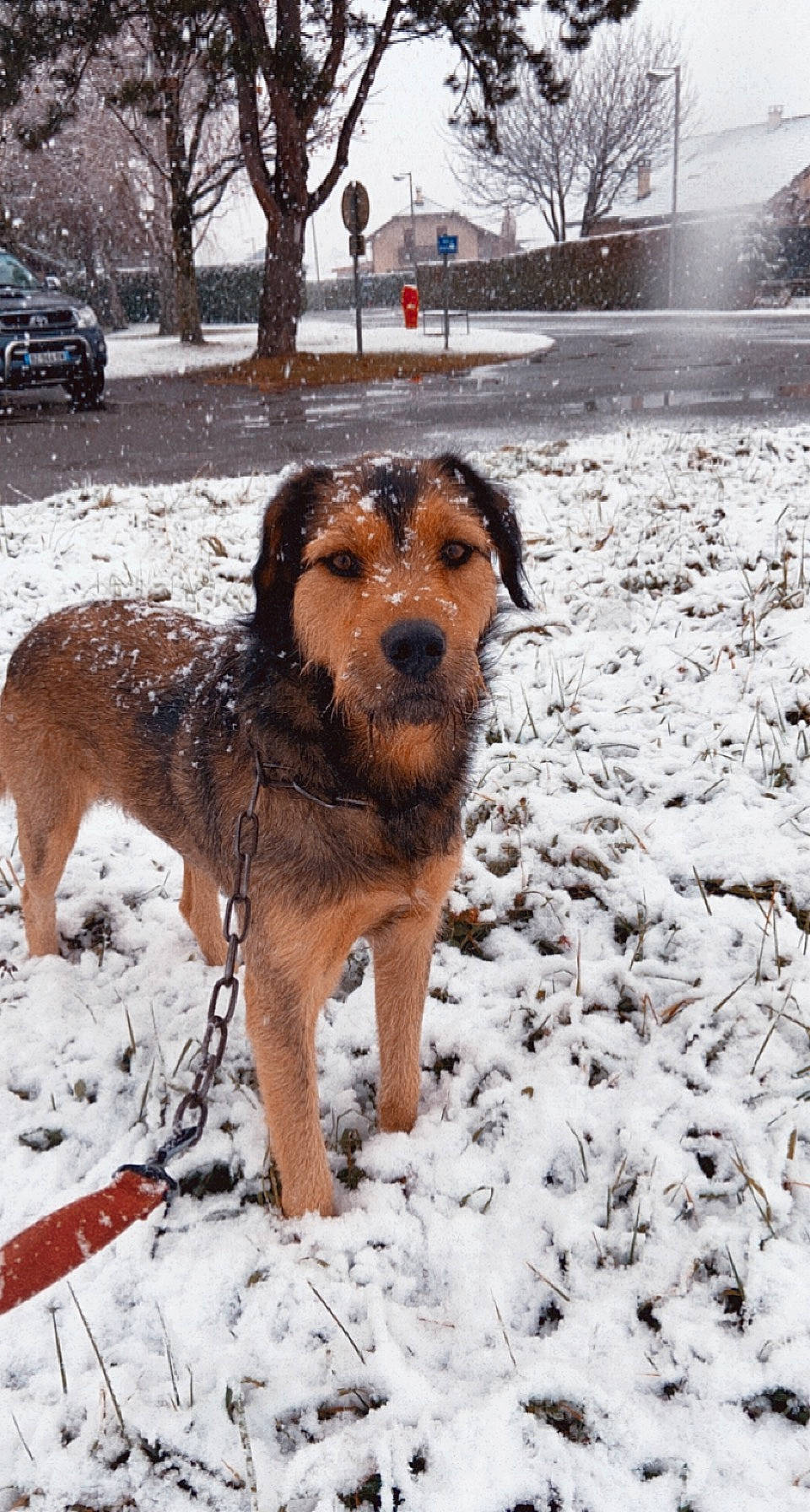 Olaf a rejoint le concours — aidez-le/la à gagner de superbes lots ! canidae, carnivore, companion_dog, dog, dog_breed, fawn, freezing, fur, liver, snout, snow, sporting_group, tail, terrestrial_animal, tire, tree, vehicle, wheel, winter, working_animal