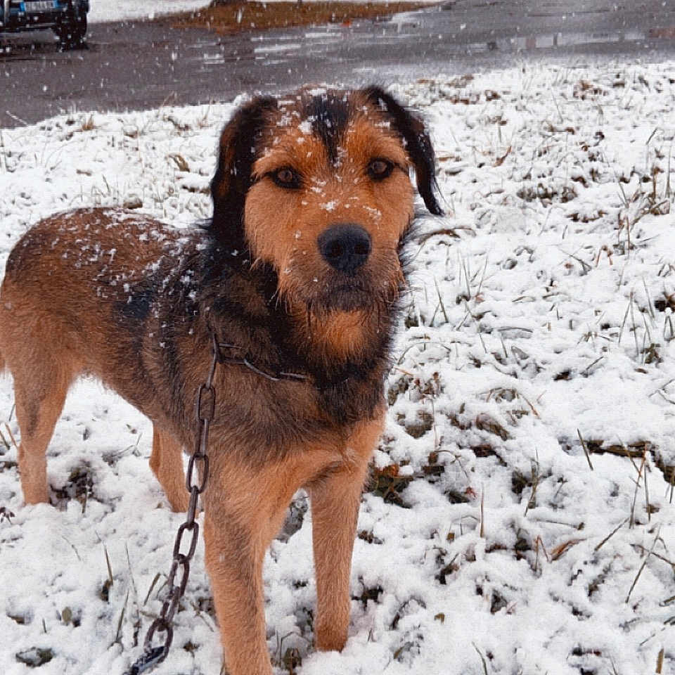 Olaf