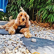 Pearl participe au concours pour gagner de l'argent avec cette photo : dog, golden, fluffy, topknot, stone_path, pebbles, bamboo, greenery, outdoor, pet, relaxed, lying_down, nature, fur, canine, leisure, garden, sunlight, cute, animal