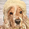 dog, cocker_spaniel, hat, winter_clothing, close_up, portrait, animal, pet, brown_fur, fluffy, ears, face, nose, fur_texture, indoor, cozy, warm, adorable, looking_at_camera, animal_portrait