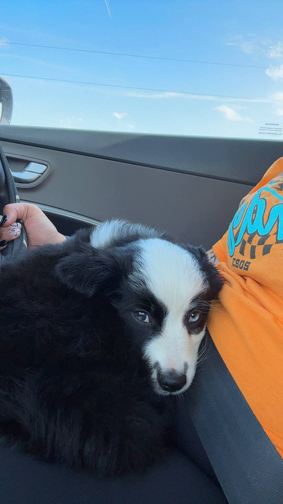 Mazie is registered to the contest to win money with this photo: automotive_design, automotive_exterior, automotive_tire, bumper, carnivore, cloud, companion_dog, dog, dog_breed, fender, fur, hood, motor_vehicle, plant, sky, snout, sporting_group, vehicle_door, window, windshield