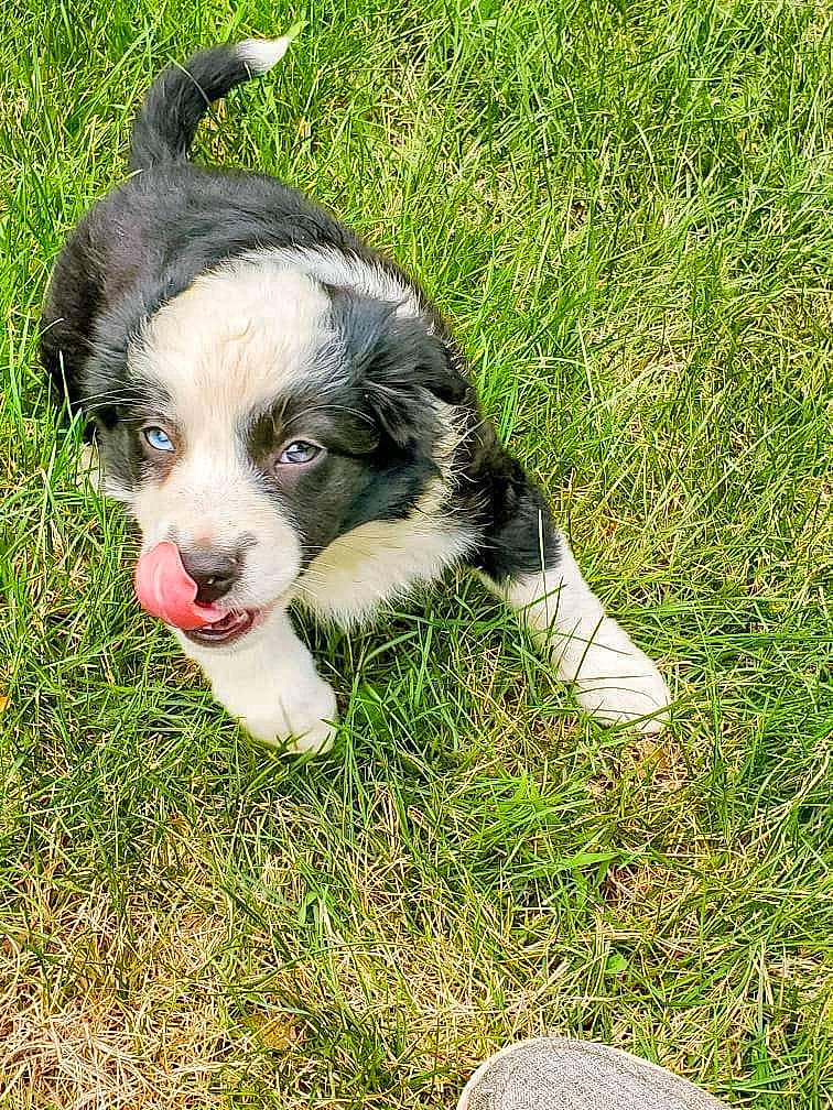 Mazie joined the competition — help win amazing prizes! canidae, carnivore, companion_dog, dog, dog_breed, dog_supply, grass, herding_dog, lawn, plant, snout, sporting_group, tail, terrestrial_animal, watch, whiskers, working_animal, working_dog