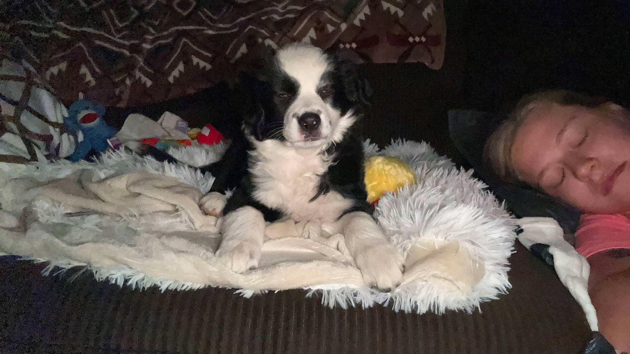 Mazie is registered to the contest to win money with this photo: bored, canidae, carnivore, cavalier_king_charles_spaniel, comfort, companion_dog, dog, dog_breed, dog_supply, fur, king_charles_spaniel, mal_shi, non_sporting_group, pattern, puppy, spaniel, sporting_group, texas_heeler, toy_dog, working_animal