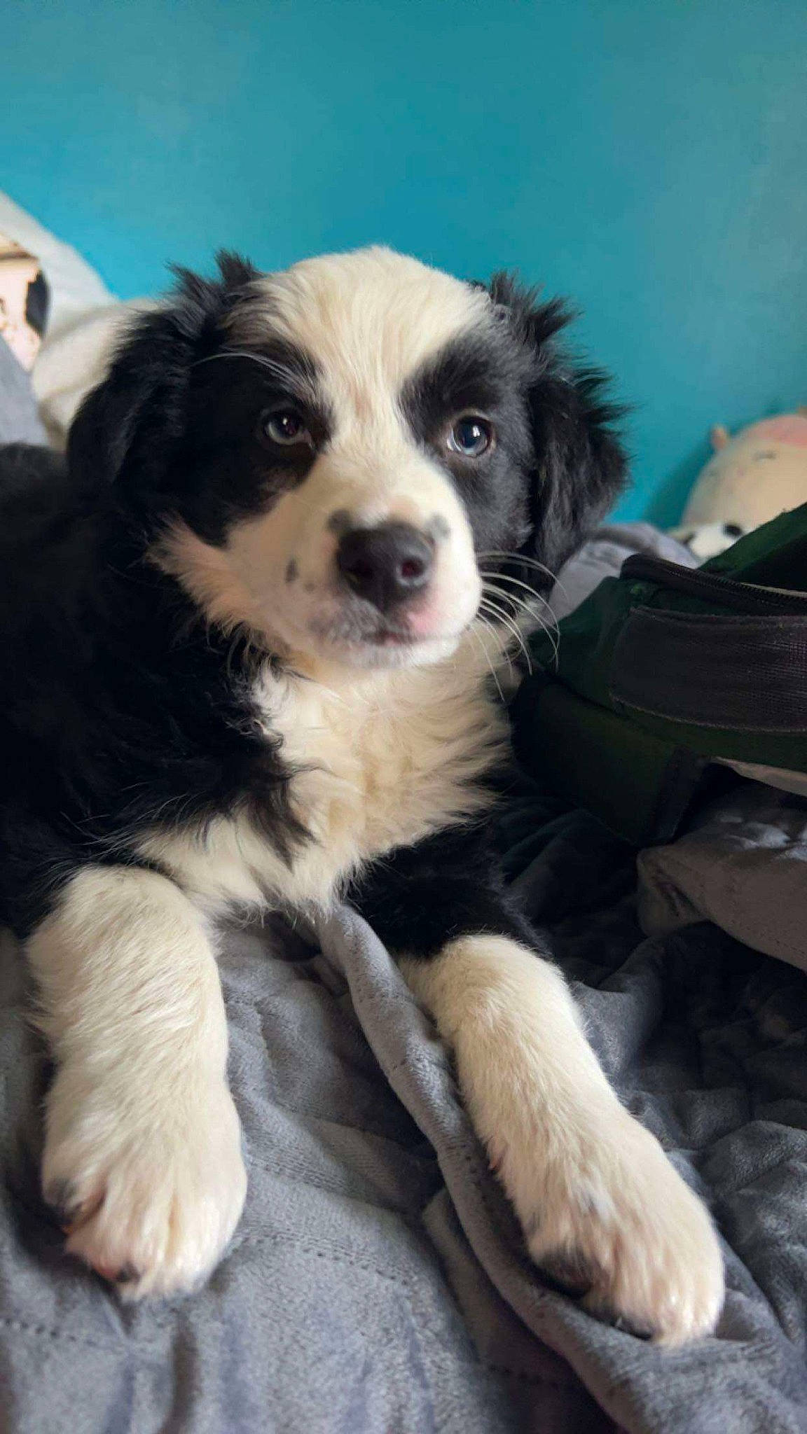 Mazie joined the competition — help win amazing prizes! australian_collie, australian_shepherd, border_collie, bored, canidae, carnivore, companion_dog, dog, dog_breed, fur, gun_dog, herding_dog, snout, sporting_group, whiskers, working_animal, working_dog