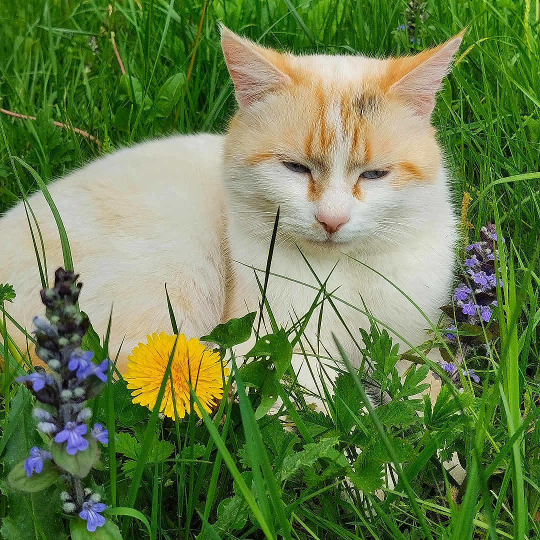 Minunia participe au concours pour gagner de l'argent avec cette photo : cat, grass, flower, nature, outdoor, animal, pet, wildflower, greenery, relaxing, cream_color, orange_color, fauna, meadow, plant, leaf, flora, resting, summer, closeup