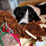Gaston participe au concours pour gagner de l'argent avec cette photo : animal, black_and_white, blanket, blurred_background, close_up, cozy, cute, dog, domestic, fuzzy, indoor, orange_pattern, pet, plush, relaxing, resting, sleeping, snuggled, soft_texture, toy
