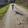Gaston participe au concours pour gagner de l'argent avec cette photo : animal, black_and_white, canine, clouds, daylight, dog, energy, grass, gravel_path, landscape, motion, nature, outdoor, playful, running, rural, shadow, sky, sunlight, trees