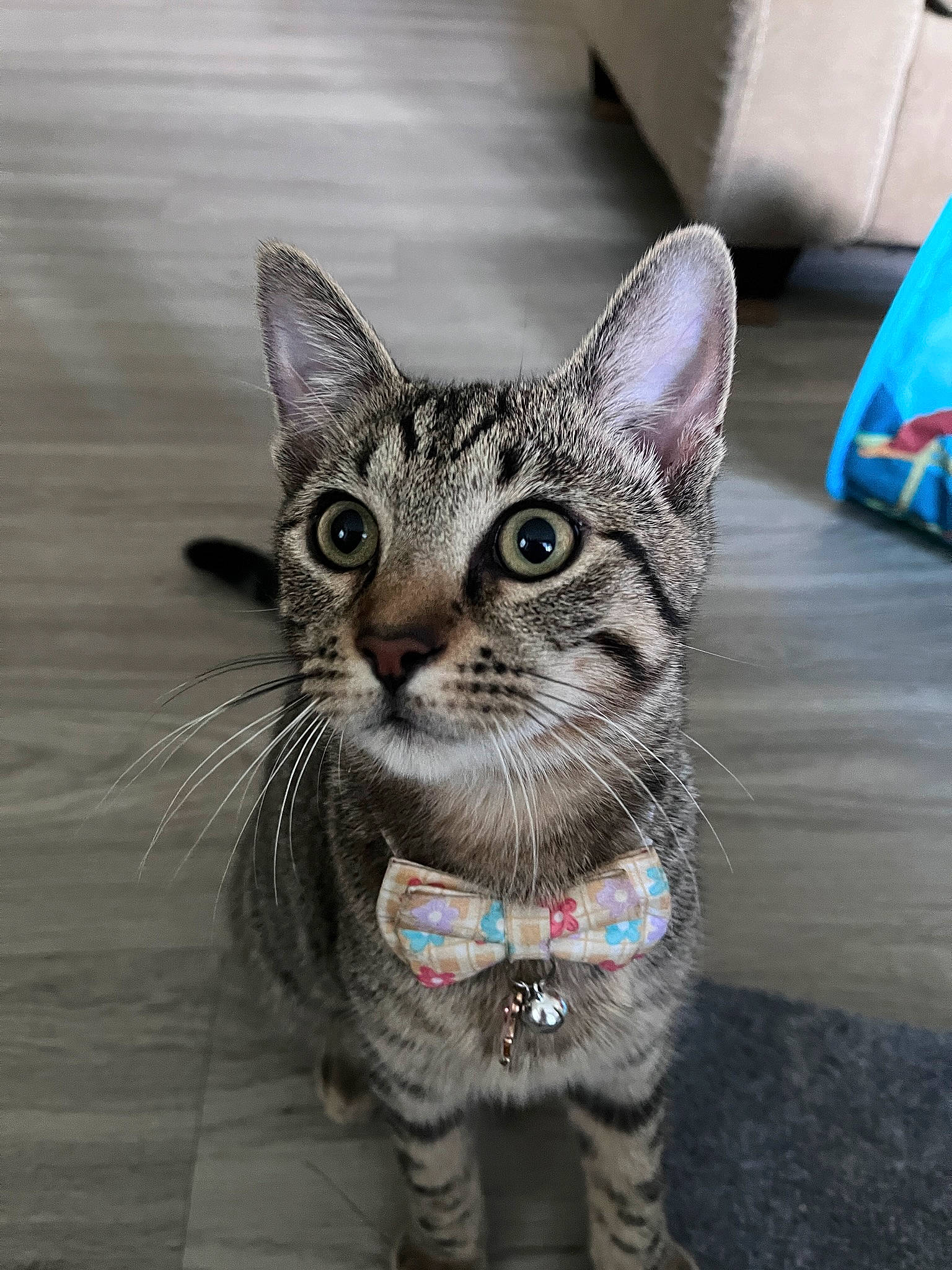 Barbie is registered to the contest to win money with this photo: carnivore, cat, claw, collar, domestic_short_haired_cat, felidae, fur, paw, small_to_medium_sized_cats, snout, terrestrial_animal, whiskers, wildlife