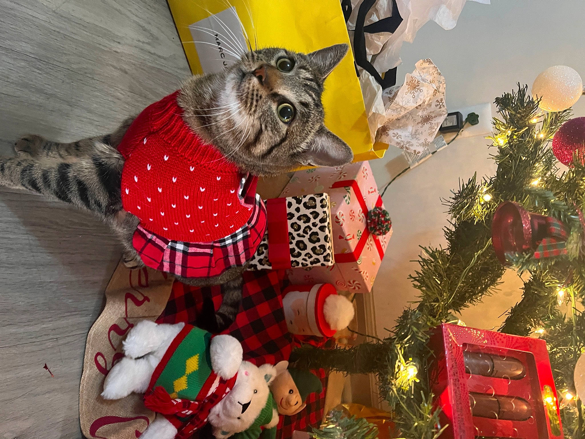 Barbie is registered to the contest to win money with this photo: carmine, christmas, christmas_decoration, christmas_eve, christmas_ornament, christmas_tree, conifer, event, fawn, fictional_character, fur, holiday, holiday_ornament, ornament, pattern, plaid, tartan, tradition, whiskers, working_animal