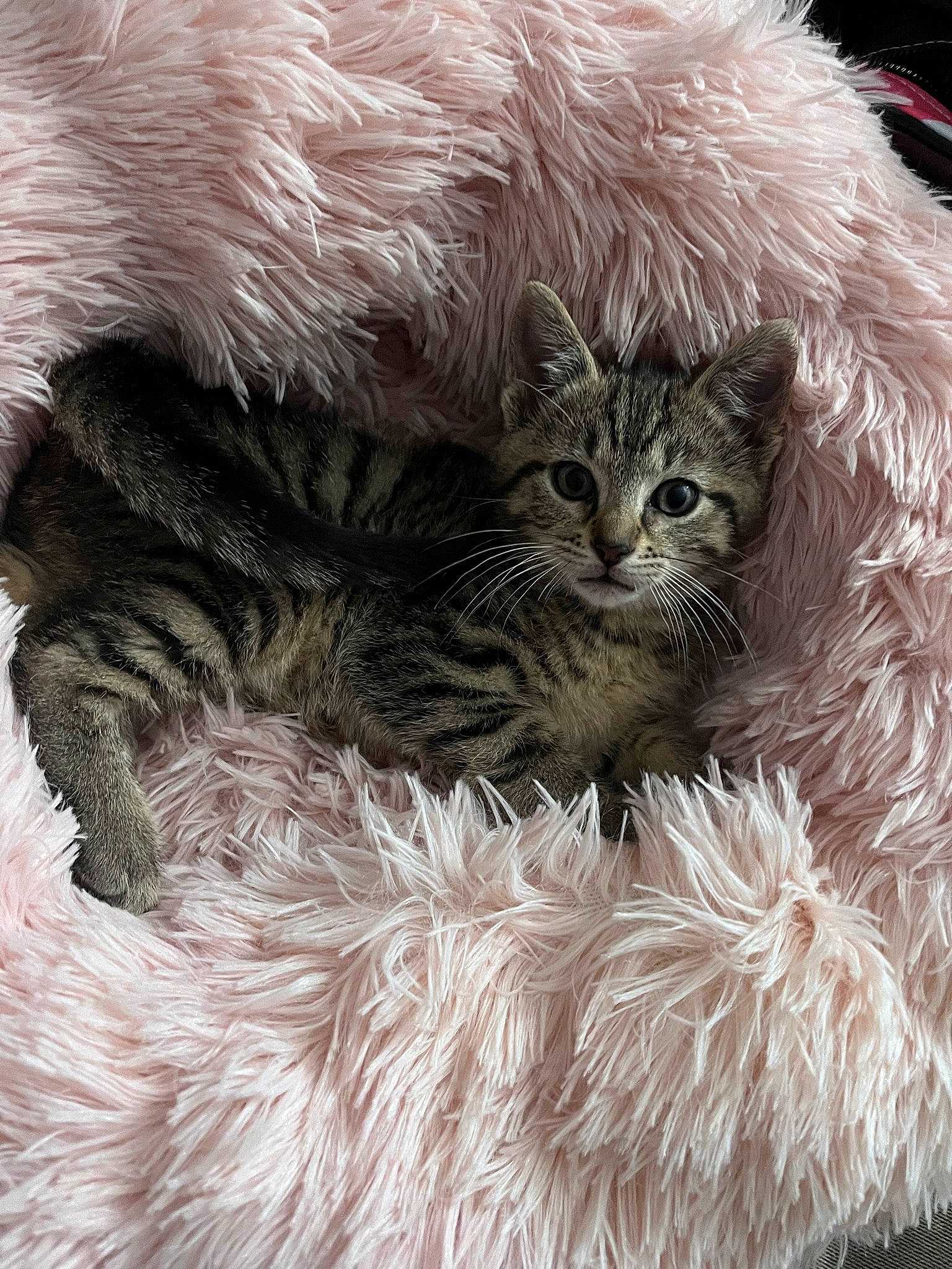 Barbie joined the competition — help win amazing prizes! carnivore, cat, claw, close_up, fawn, felidae, fur, natural_material, paw, small_to_medium_sized_cats, snout, tail, terrestrial_animal, whiskers, wildlife