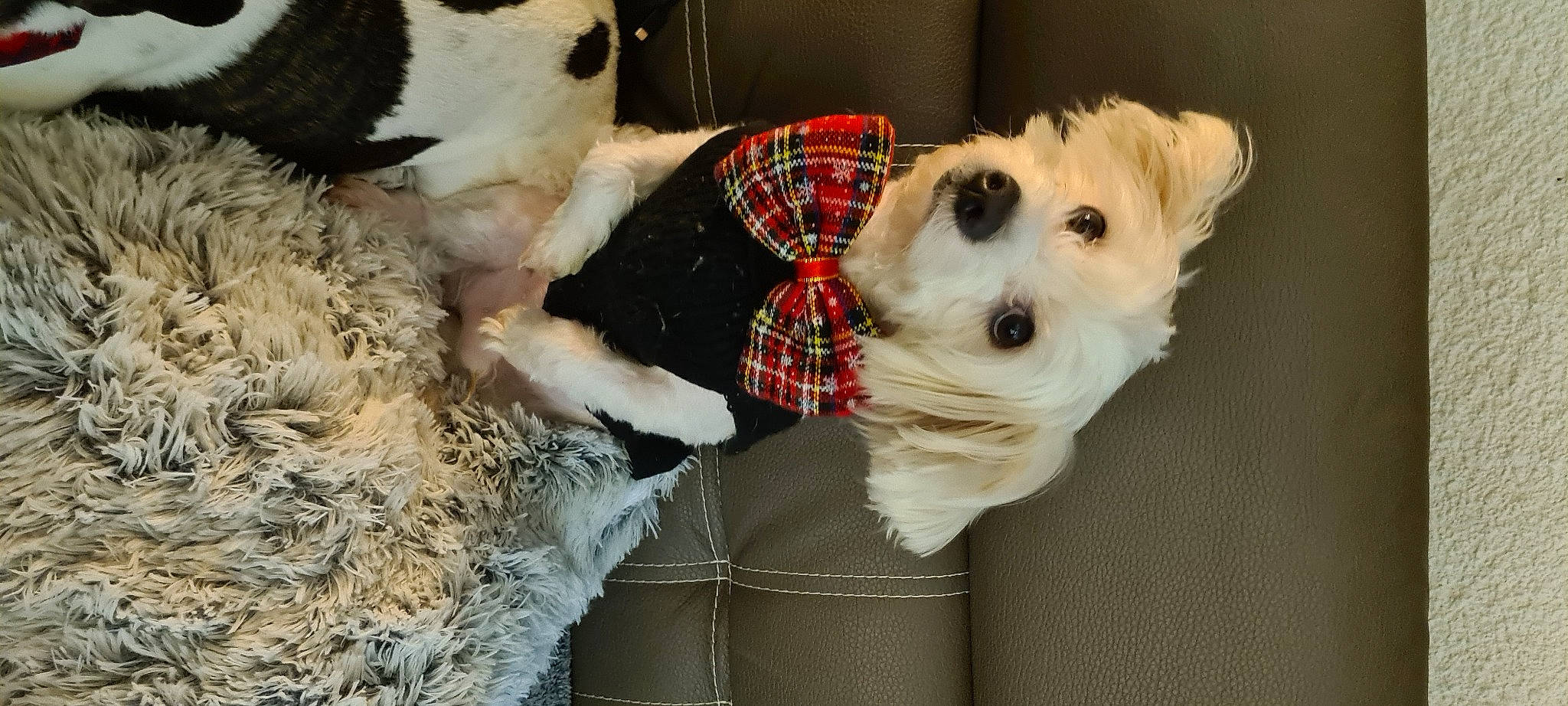 Hayden participe au concours pour gagner de l'argent avec cette photo : carnivore, collar, companion_dog, dog, dog_breed, dog_clothes, dog_collar, dog_supply, fawn, fur, pet_supply, snout, sporting_group, stuffed_toy, tartan, toy, toy_dog, vertebrate, white, working_animal