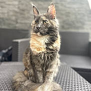 Artémis participe au concours pour gagner de l'argent avec cette photo : cat, fluffy, outdoor, chair, furniture, pet, animal, sitting, portrait, fur, tail, ears, whiskers, yellow_eyes, gray_fur, beige_fur, blurred_background, stone_wall, natural_light, calm
