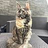 cat, fluffy, outdoor, chair, furniture, pet, animal, sitting, portrait, fur, tail, ears, whiskers, yellow_eyes, gray_fur, beige_fur, blurred_background, stone_wall, natural_light, calm