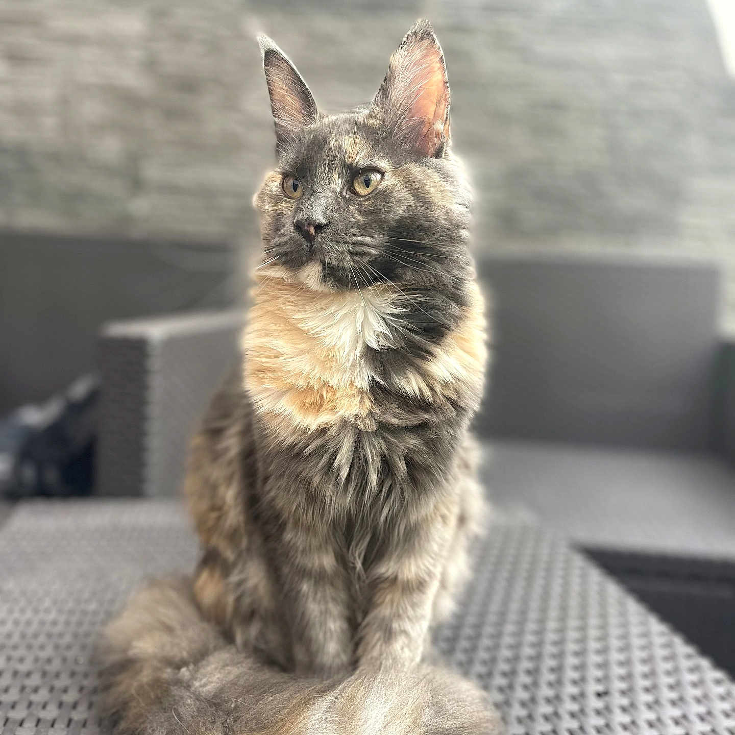 Artémis participe au concours pour gagner de l'argent avec cette photo : cat, fluffy, outdoor, chair, furniture, pet, animal, sitting, portrait, fur, tail, ears, whiskers, yellow_eyes, gray_fur, beige_fur, blurred_background, stone_wall, natural_light, calm