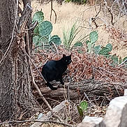 Binx joined the competition — help win amazing prizes! black_cat, cat, animal, wildlife, nature, tree, log, dry_leaves, cactus, branches, outdoor, forest, wilderness, feline, grass, wood, plant, mysterious, quiet, wild
