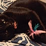 Binkx joined the competition — help win amazing prizes! animal, black_cat, blue, cat, close_up, cute, domestic_cat, feather_toy, feline, fur, indoor, lying_down, patterned_bedspread, pet, playful, relaxed, resting, tongue_out, whiskers, white