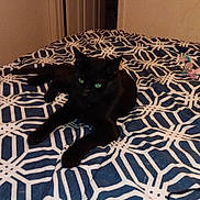 Binkx joined the competition — help win amazing prizes! animal, bed, black_cat, blanket, blue_blanket, cat, cozy, domestic_animal, door, feline, furniture, geometric_pattern, green_eyes, indoor, pet, relaxed, resting, room, sleepy, towel