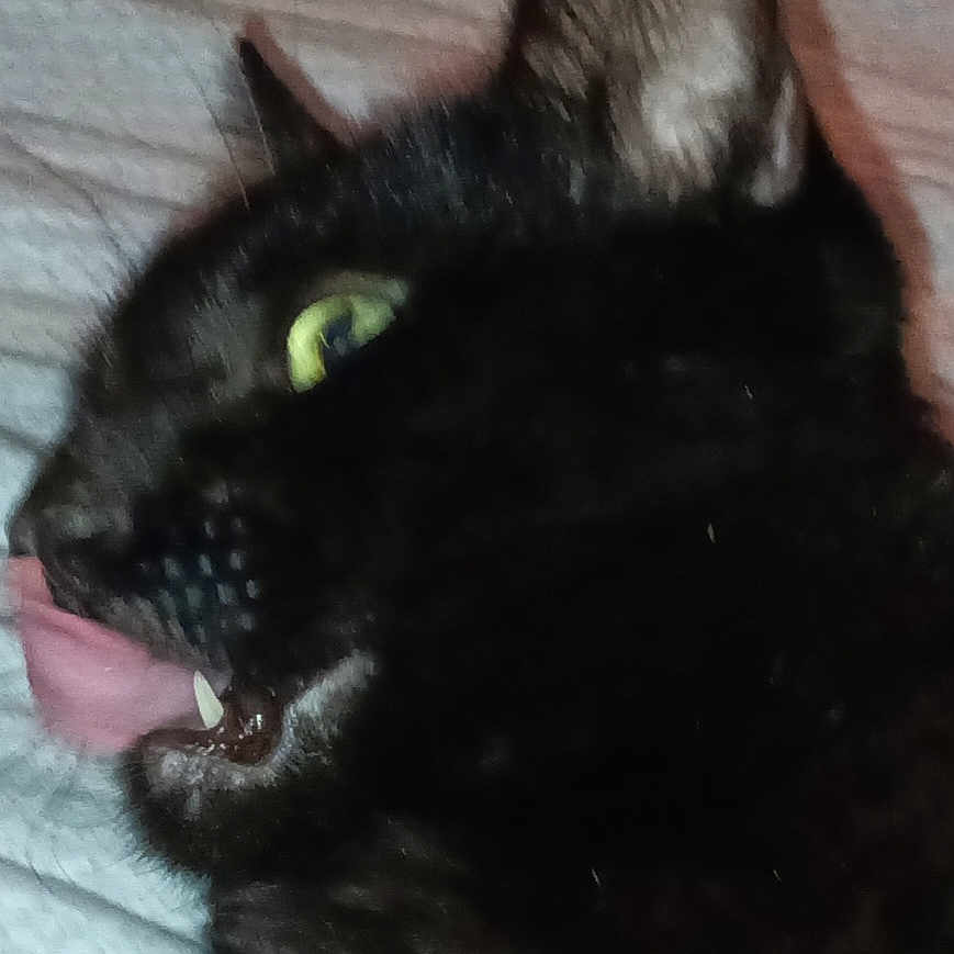Binkx joined the competition — help win amazing prizes! animal, bed, black_cat, blanket, cat, close_up, cute, domestic_animal, ear, eye, feline, funny, fur, indoor, mouth, pet, portrait, teeth, tongue_out, whiskers
