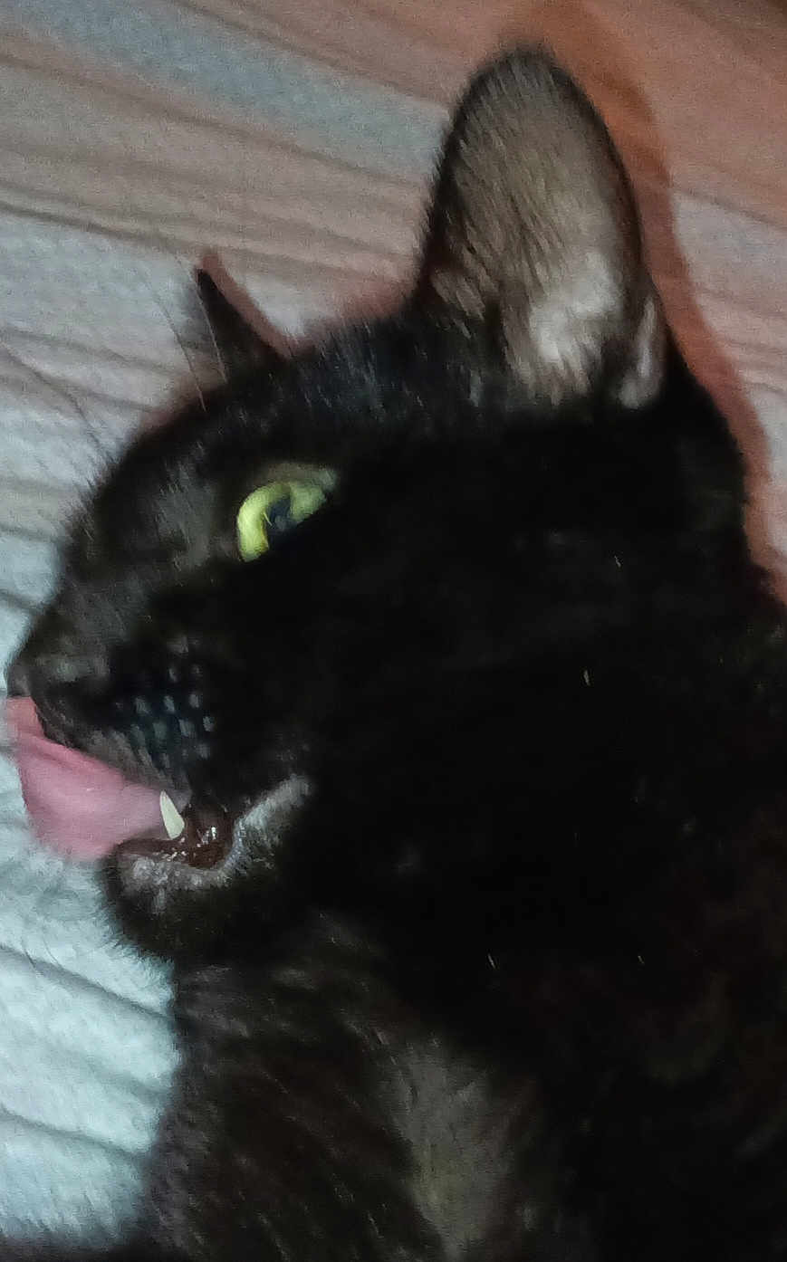 Binkx joined the competition — help win amazing prizes! animal, bed, black_cat, blanket, cat, close_up, cute, domestic_animal, ear, eye, feline, funny, fur, indoor, mouth, pet, portrait, teeth, tongue_out, whiskers