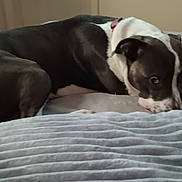 Blu joined the competition — help win amazing prizes! dog, black_and_white, bed, blanket, lying_down, collar, indoor, pet, canine, fur, resting, comfort, animal, mammal, domestic_animal, cute, sleepy, relaxed, face, side_view