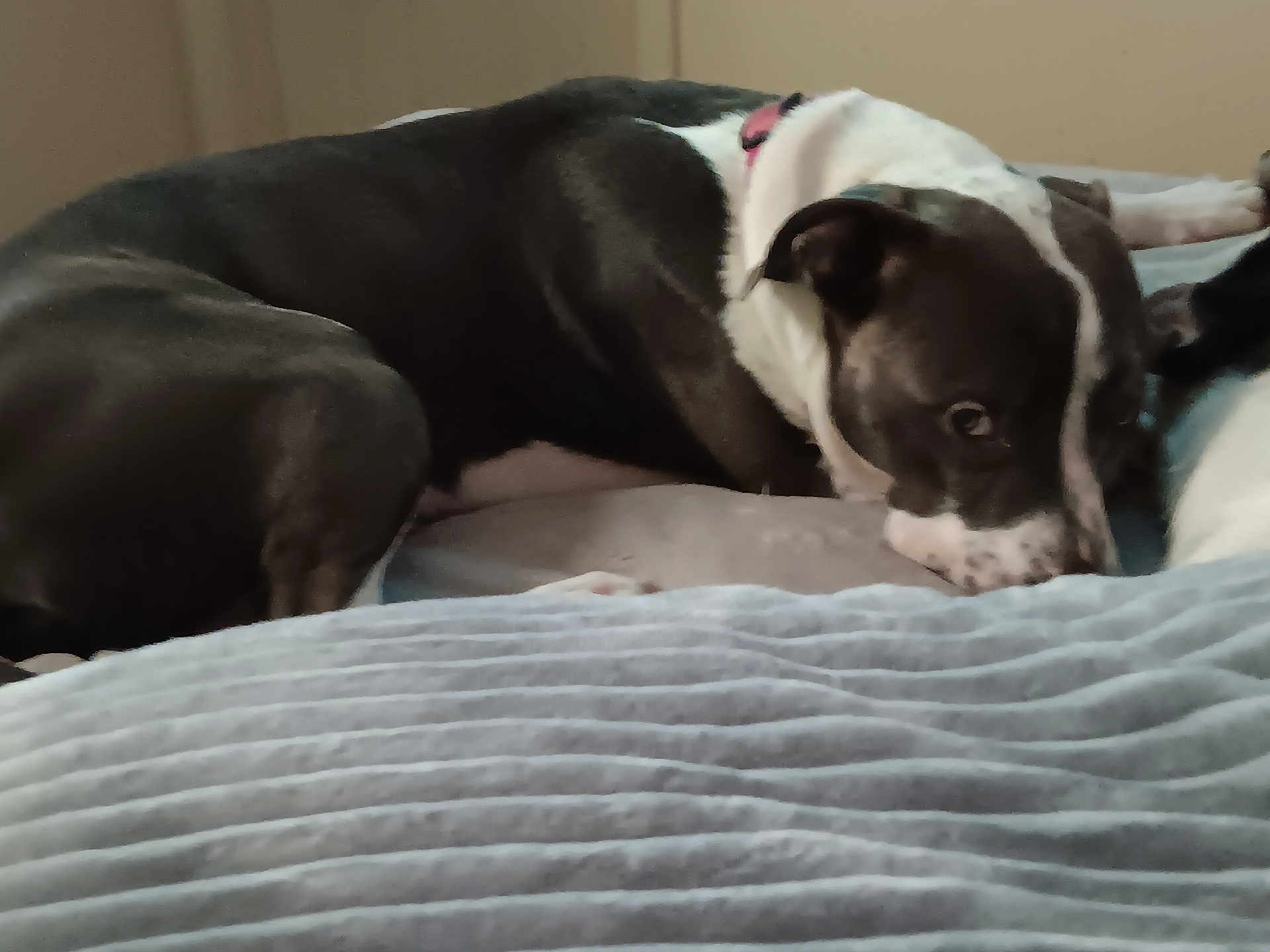 Blu joined the competition — help win amazing prizes! dog, black_and_white, bed, blanket, lying_down, collar, indoor, pet, canine, fur, resting, comfort, animal, mammal, domestic_animal, cute, sleepy, relaxed, face, side_view