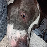 Blu is registered to the contest to win money with this photo: animal, blanket, brown, close_up, comfort, companion, cozy, dog, fur, indoor, nose, pet, relaxed, resting, sleepy, snout, soft, towel, warm, white