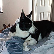 Jackie is registered to the contest to win money with this photo: dog, bed, blanket, indoor, window, curtain, black_and_white_dog, brown_dog, pet, resting, cozy, animal, fur, ears, lying_down, comfort, domestic, room, relaxing, sleeping_area