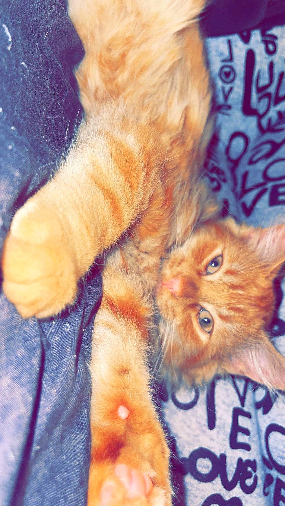 Cheddar is registered to the contest to win money with this photo: art, carnivore, cat, claw, close_up, domestic_short_haired_cat, electric_blue, fawn, felidae, foot, fur, gesture, human_leg, paw, plant, small_to_medium_sized_cats, snout, tail, textile, whiskers