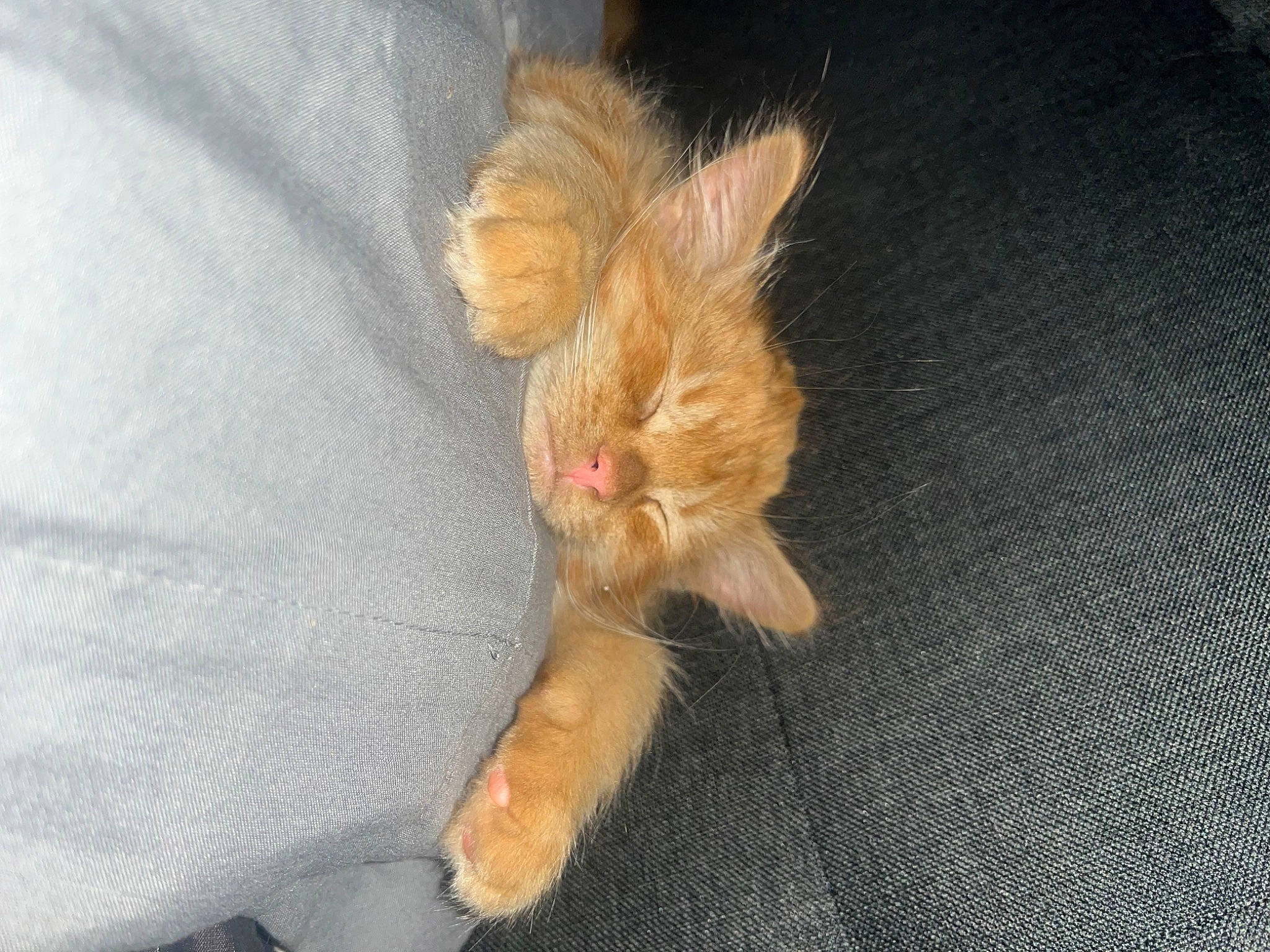 Cheddar is registered to the contest to win money with this photo: carnivore, cat, claw, comfort, dog_breed, fawn, felidae, fur, human_leg, paw, small_to_medium_sized_cats, tail, whiskers