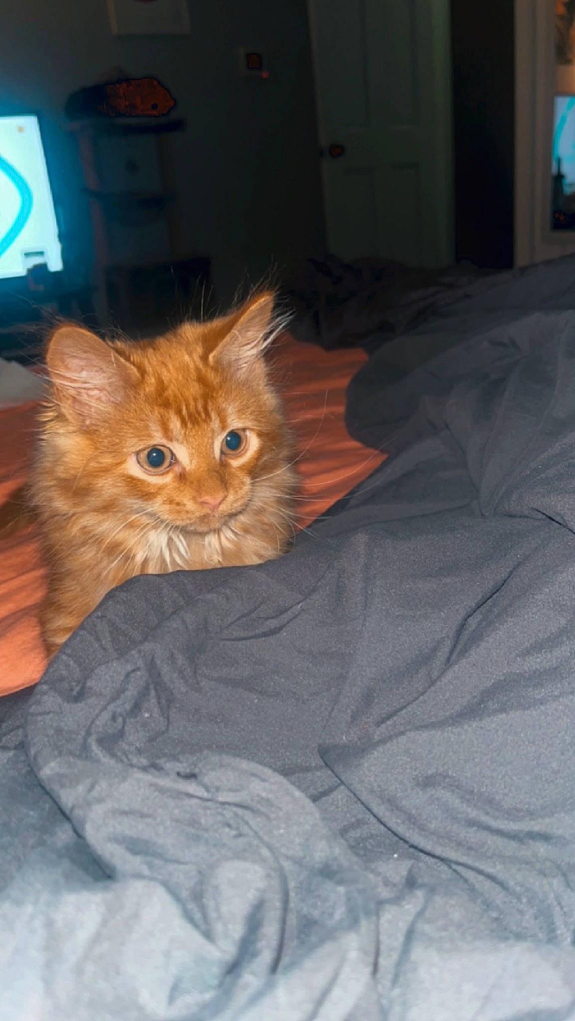 Cheddar joined the competition — help win amazing prizes! box, carnivore, cat, claw, comfort, domestic_short_haired_cat, fawn, felidae, fur, human_leg, linens, paw, picture_frame, room, sitting, small_to_medium_sized_cats, tail, television, whiskers, wood