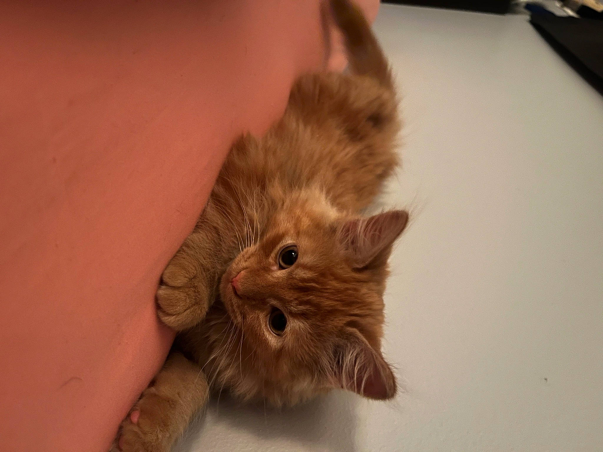 Cheddar is registered to the contest to win money with this photo: carnivore, cat, claw, comfort, computer_keyboard, domestic_short_haired_cat, ear, fawn, felidae, flooring, fur, hardwood, liver, paw, small_to_medium_sized_cats, snout, tail, terrestrial_animal, whiskers, wood