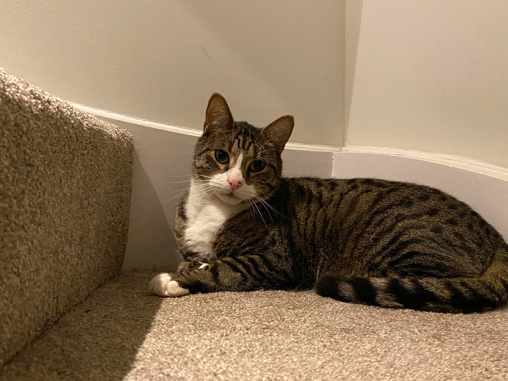 Remus joined the competition — help win amazing prizes! carnivore, cat, cat_supply, comfort, domestic_short_haired_cat, felidae, flooring, fur, grey, paw, sitting, small_to_medium_sized_cats, snout, tail, terrestrial_animal, whiskers, window