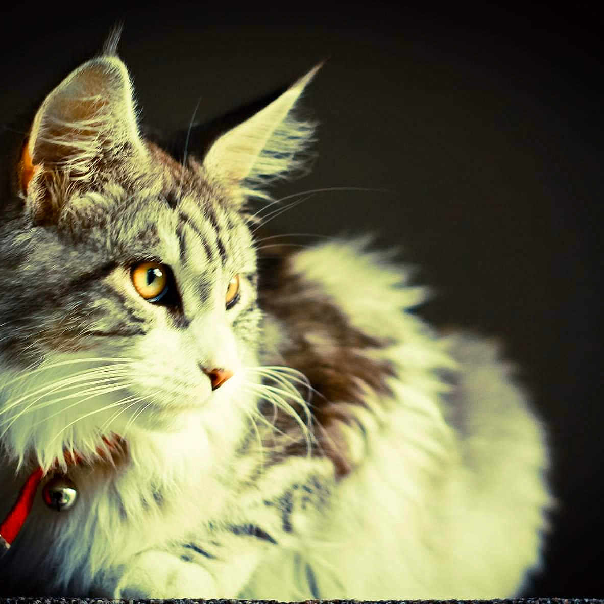 Platon