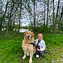 Pumba a rejoint le concours — aidez-le/la à gagner de superbes lots ! golden_retriever, dog, child, girl, braided_hair, grass, trees, lake, outdoor, nature, greenery, sky, cloudy, person, pet, animal, young, casual_clothing, friendship, portrait