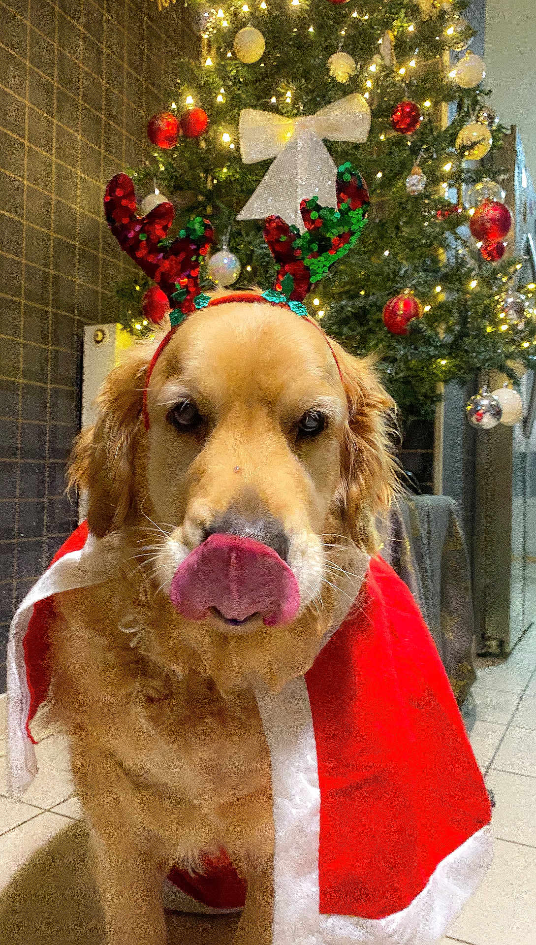 Pumba a rejoint le concours — aidez-le/la à gagner de superbes lots ! dog, golden_retriever, christmas_tree, holiday, festive, reindeer_ears, cape, tongue_out, indoors, decorations, ornaments, lights, floor_tiles, pet, cute, christmas, seasonal, merry, celebration, animal
