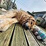 dog, golden_retriever, wooden_deck, plush_toy, outdoor, pet, relaxed, fence, house, garden, daylight, canine, fur, toy, playful, resting, animal, domestic_animal, nature, backyard