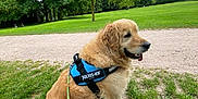 Pumba a rejoint le concours — aidez-le/la à gagner de superbes lots ! dog, golden_retriever, harness, leash, grass, park, trees, cloudy_sky, outdoor, pet, canine, sitting, nature, path, greenery, animal, fur, happy, daytime, companion