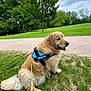 dog, golden_retriever, harness, leash, grass, park, trees, cloudy_sky, outdoor, pet, canine, sitting, nature, path, greenery, animal, fur, happy, daytime, companion