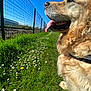 Pumba a rejoint le concours — aidez-le/la à gagner de superbes lots ! dog, golden_retriever, grass, flowers, fence, blue_sky, sunny, outdoor, pet, canine, tongue_out, side_profile, nature, animal, close_up, greenery, happy, daytime, collar, field