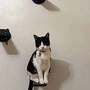 Duke joined the competition — help win amazing prizes! animal, black_and_white, cat, collar, curious, cute, domestic_cat, ears, feline, furniture, indoor, minimalist, perch, pet, portrait, shadow, sitting, tail, wall, whiskers