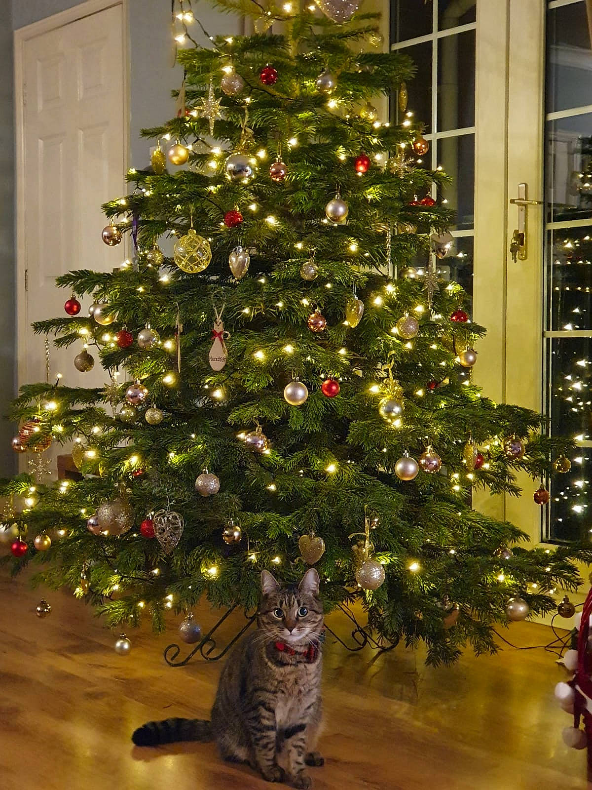 Fizz joined the competition — help win amazing prizes! black, branch, carnivore, cat, christmas_decoration, christmas_ornament, christmas_tree, evergreen, holiday_ornament, interior_design, larch, leaf, light, ornament, plant, tints_and_shades, tree, white, wood, woody_plant